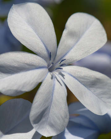 A macro shot focusing on the stamens of a delicate blue flower, Cape Town, South Africa.の写真素材