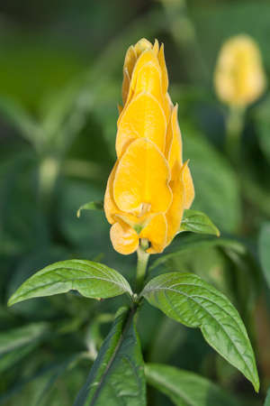 A close-up of the distinct yellow petals of the Pachystachys lutea plant. の写真素材