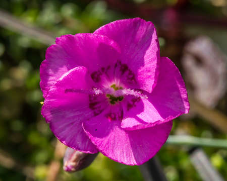 A pink flower macro shot from above.の写真素材
