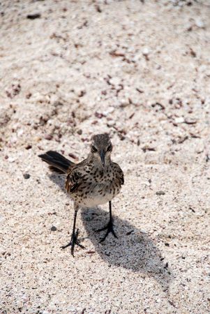 Mocking Bird in the Galapagosの写真素材