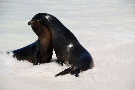 Sea lions play / fight in the Galapagosの写真素材
