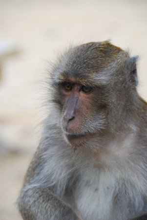 Macaque monkey