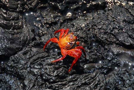 Sally Lightfoot crab on lava in the Galapagos