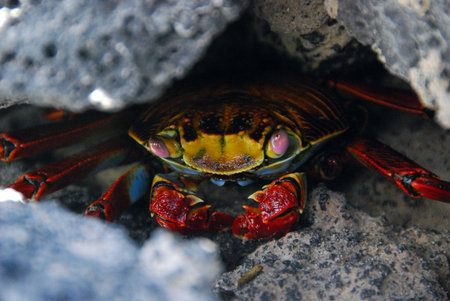 Sally Lightfoot in hiding, Galapagos