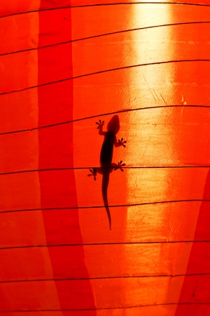 Silhouette of a a gecko inside a Chinese lanternの写真素材