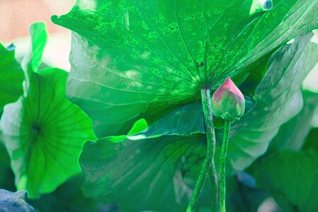 pink lotus leaf green backgroundの写真素材