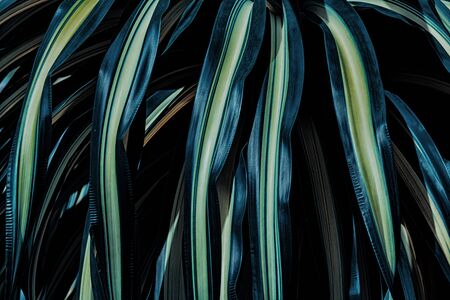 colorful leaves on dark tropical foliage nature background
の写真素材