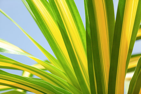 green nature with copy space using as background or wallpaper