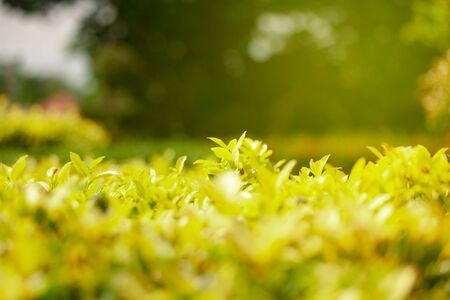 green nature with copy space using 
as background or wallpaper 
の写真素材