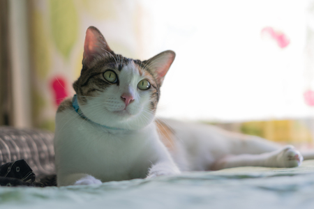 cute cats staring at something.の写真素材