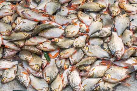 There are many freshwater fish in Thailand.の写真素材