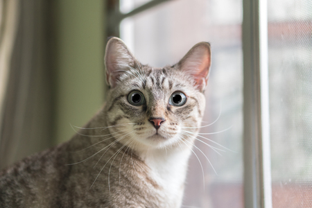 cute cat close up portrait on the window backgroundの写真素材
