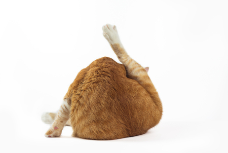 The cats are cleaning their forelegs and sitting on white ground.の写真素材