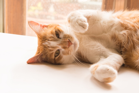 Thai Cat  are looking forward and looking cuteの写真素材