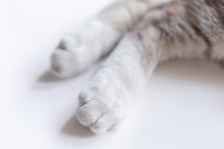 Little cat's legs look cute is on the white table.の写真素材
