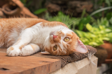 The orange cat is lying in front of the house.の写真素材