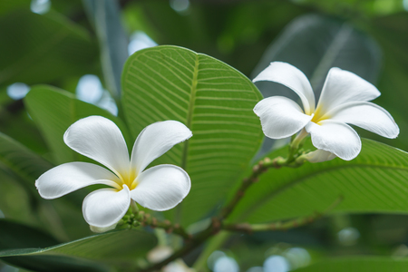 Beautiful white flowers in the garden in front of the house.の写真素材