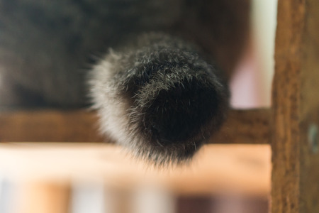 The cat's tail is shaken, but it is a natural cat.の写真素材