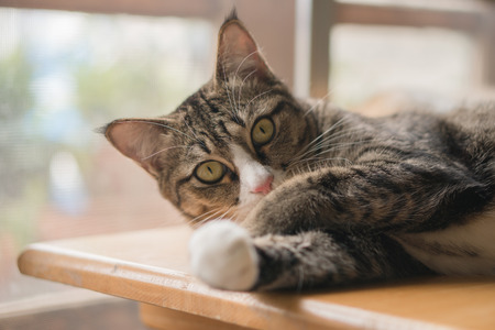 Thai Cat  are looking forward and looking cuteの写真素材