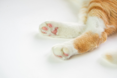Little cat's legs look cute is on the white table.の写真素材