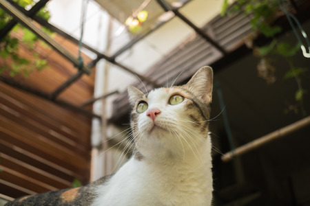 Beautiful cat in the garden in front of the house.の写真素材