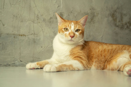 The cats are wondering what's ahead and look cute.の写真素材