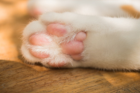Little cat's legs look cute is on the white table.の写真素材