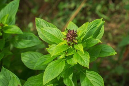 Herbs can be eaten either cooked or raw. Has good taste, fragrant.の写真素材