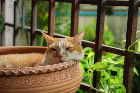 Cats lying in the terracotta tub are very cute.の写真素材