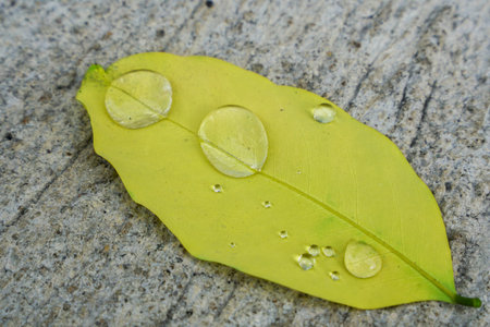 Water droplets on the leaves after the rain has gone.