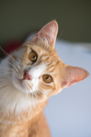 cute cats staring at something.の写真素材