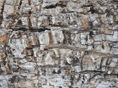 Tree Bark Texture   background crackの写真素材