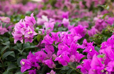 purple flowers and pink flowers in the park in the afternoonの写真素材