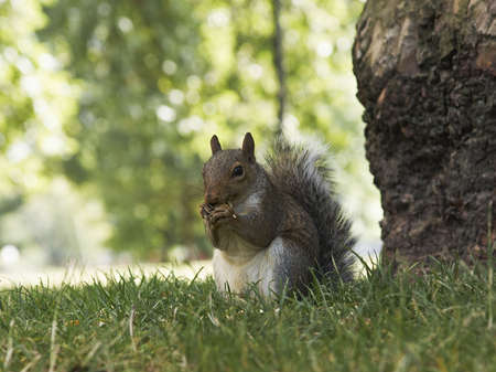 squirrel eating by treeの写真素材