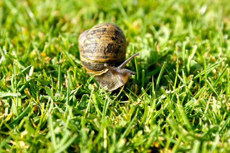 snailの写真素材