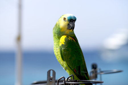 parrot
