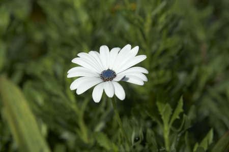 wild white flowerの写真素材