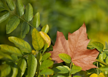 dry leaf with  green leaves on green blured background