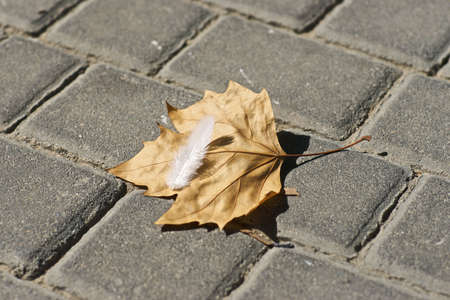 fall , leaf and featherの写真素材