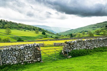 A Spring field of buttercups. Yochenthwaite. Yorkshire Dales National Parkの写真素材