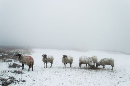 Sheep in winter snow. Ilkley moor. Englandの写真素材