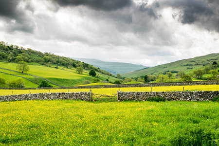 Buttercup meadows. Hubberholme. England