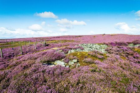 Purple heather in bloom. Ilkley moor. Yorkshireの写真素材