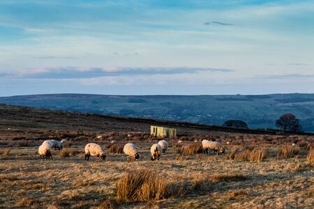 Sheep grazing over moorland . Englandの写真素材
