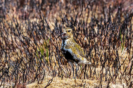 A juvenile Golden Plover (pluvialis apricaria) hiding in the blackened heather. Blubberhouses moor. Yorkshireの写真素材