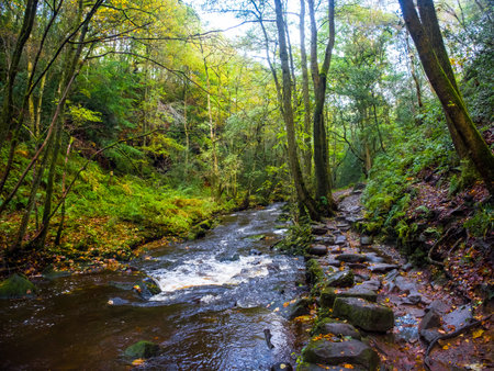 A river winds its way through woods at autumn time. Goitstock. Yorkshireの写真素材
