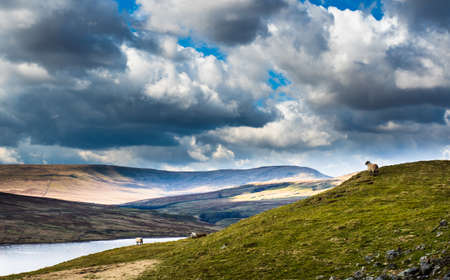 Swaledale sheep at the side of a reservoir with mountains in the background and a dry stone wall. It is a beautiful Spring day with billowing clouds. Scar House. Nidderdale. Yorkshire Dalesの写真素材