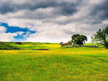 Buttercups in a meadow with barns and dry stone walls and cloudy skies. A Summers day. Yockenthwaite. Yorkshire Dales National Park.の写真素材
