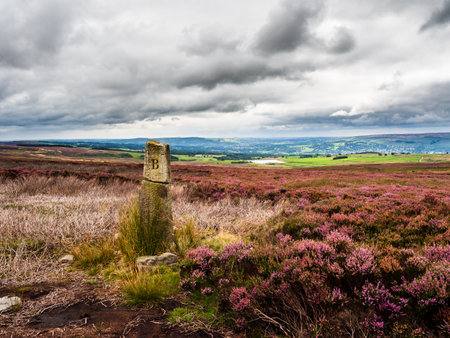 An old boundary marker in vibrant purple heather on Beamsley moor in Yorkshire. There are low clouds and excellent views and the marker is on it's own near an ancient track.の写真素材