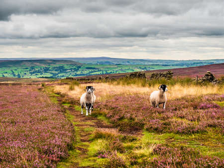 Sheep grazing in open moorland with vibrant purple heather and big skies, with views for miles.の写真素材